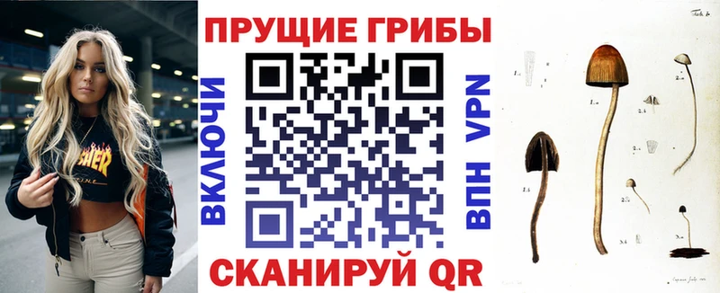 Галлюциногенные грибы Psilocybe  Алагир 